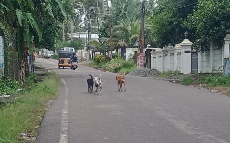 വിഴിഞ്ഞം തെരുവിൽ തെരുവ് നായ് ശല്യം. കണ്ണ് തുറക്കാ തെ അധികാരികൾ