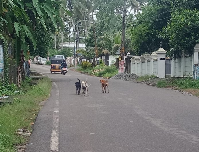 വിഴിഞ്ഞം തെരുവിൽ തെരുവ് നായ് ശല്യം. കണ്ണ് തുറക്കാ തെ അധികാരികൾ