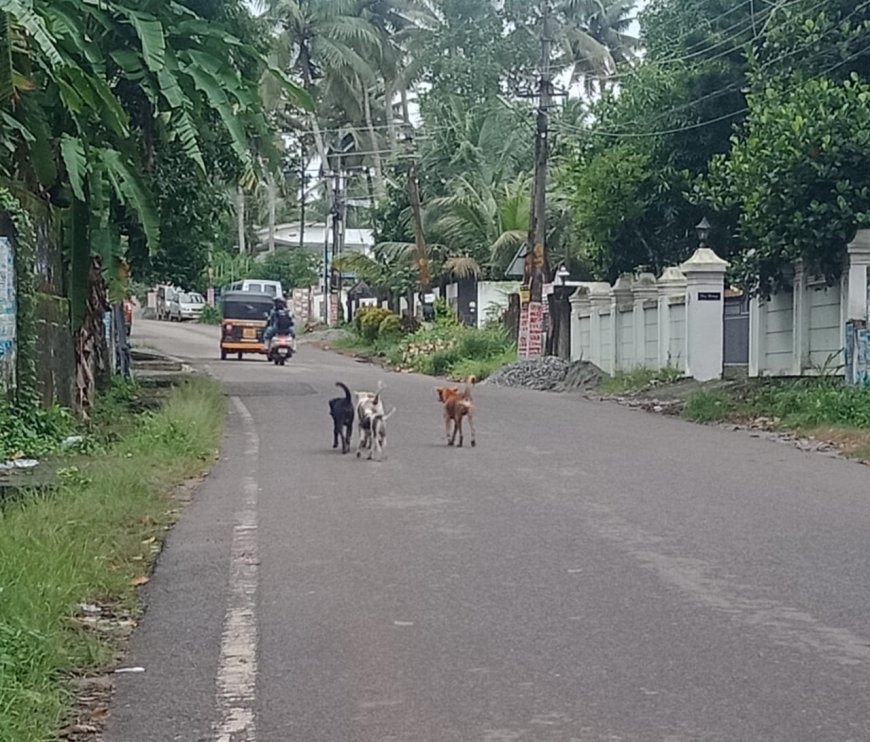 വിഴിഞ്ഞം തെരുവിൽ തെരുവ് നായ് ശല്യം. കണ്ണ് തുറക്കാ തെ അധികാരികൾ