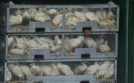 പക്ഷിപ്പനി (H5N1)