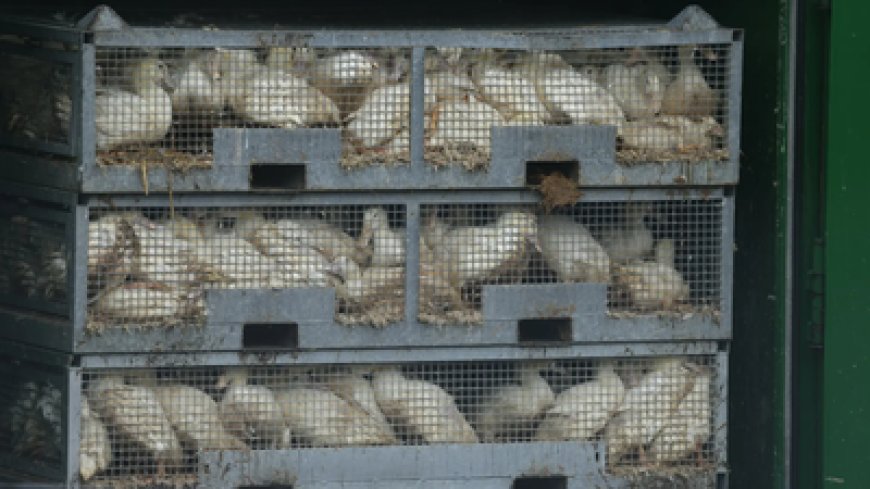 പക്ഷിപ്പനി (H5N1)