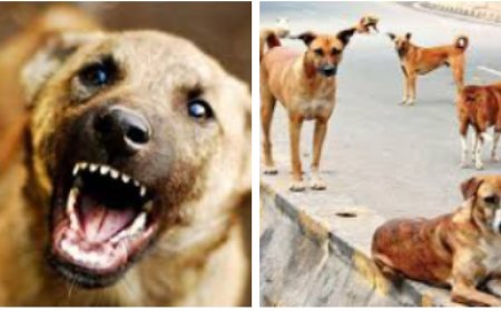 വിഴിഞ്ഞത്ത് തെരുവുനായ ആക്രമണം;   പേവിഷബാധയേറ്റ നായയെന്ന് സംശയം! വിഴിഞ്ഞം മേഖലയിലെ കല്ലു വെട്ടാൻകുഴി, ഹാർബർ റോഡ് എന്നിവിടങ്ങളിലുള്ള തെരുവു നായ്ക്കളെ നീക്കം ചെയ്യാൻ നഗ രസഭയുടെ ആരോഗ്യവിഭാഗം അടിയന്തര നടപടിയെടുക്കണ മെന്ന് നാട്ടുകാർ ആവശ്യപ്പെട്ടു.