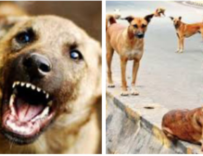 വിഴിഞ്ഞത്ത് തെരുവുനായ ആക്രമണം;   പേവിഷബാധയേറ്റ നായയെന്ന് സംശയം! വിഴിഞ്ഞം മേഖലയിലെ കല്ലു വെട്ടാൻകുഴി, ഹാർബർ റോഡ് എന്നിവിടങ്ങളിലുള്ള തെരുവു നായ്ക്കളെ നീക്കം ചെയ്യാൻ നഗ രസഭയുടെ ആരോഗ്യവിഭാഗം അടിയന്തര നടപടിയെടുക്കണ മെന്ന് നാട്ടുകാർ ആവശ്യപ്പെട്ടു.