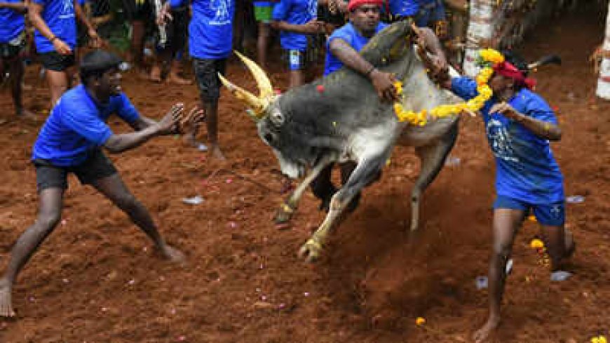 Jallikattu 2026
