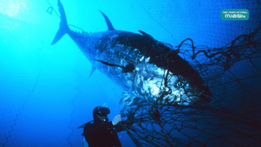 ടോയ്‌സു ഫിഷ് മാർക്കറ്റിൽ റെക്കോർഡ് വിലയ്ക്ക് ബ്ലൂഫിൻ ചൂര വിറ്റു