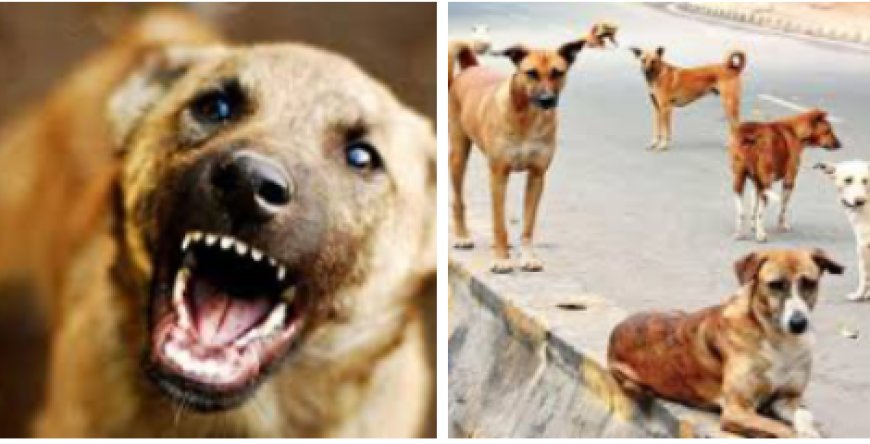 വിഴിഞ്ഞത്ത് തെരുവുനായ ആക്രമണം;   പേവിഷബാധയേറ്റ നായയെന്ന് സംശയം! വിഴിഞ്ഞം മേഖലയിലെ കല്ലു വെട്ടാൻകുഴി, ഹാർബർ റോഡ് എന്നിവിടങ്ങളിലുള്ള തെരുവു നായ്ക്കളെ നീക്കം ചെയ്യാൻ നഗ രസഭയുടെ ആരോഗ്യവിഭാഗം അടിയന്തര നടപടിയെടുക്കണ മെന്ന് നാട്ടുകാർ ആവശ്യപ്പെട്ടു.